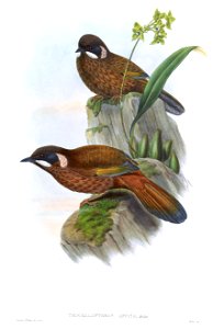 TrochalopteronAffineGould