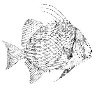 Tripterodon orbis