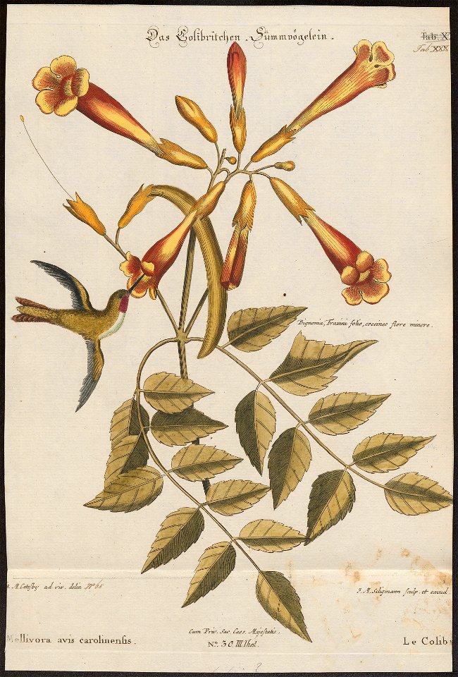 Trochilus colubris - 1700-1880 - Print - Iconographia Zoologica - Special Collections University of Amsterdam - UBA01 IZ19100275