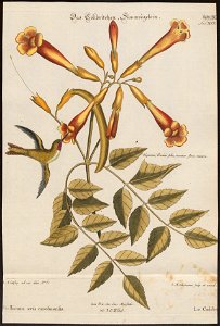 Trochilus colubris - 1700-1880 - Print - Iconographia Zoologica - Special Collections University of Amsterdam - UBA01 IZ19100275
