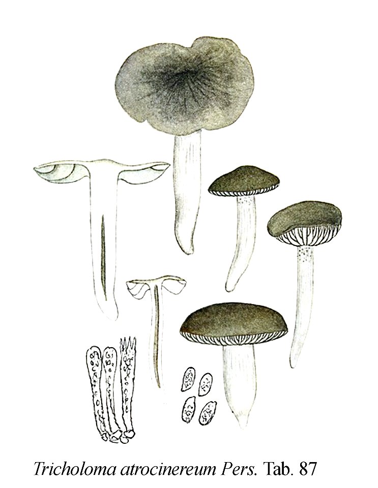 Tricholoma atrocinereum-Icon-Mycol.-Tab-87