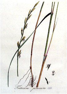 Triticum junceum — Flora Batava — Volume v4