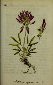 Trifolium alpinum - Deutschlands flora in abbildungen nach der natur - vol. 4 - t. 39. Free illustration for personal and commercial use.