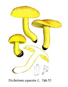 Tricholoma equestre-Icon-Mycol.-Tab-53. Free illustration for personal and commercial use.