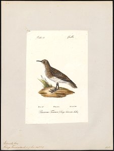 Tringa temminckii - 1842-1848 - Print - Iconographia Zoologica - Special Collections University of Amsterdam - UBA01 IZ17400255