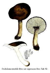 Tricholoma mirabile var. nigrescens-Icon-Mycol.-Tab-92
