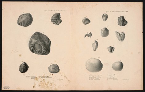 Trigonia Gibboniana Terebratula Tayloriana - - P.S. Duval Lith. Phila. LCCN2014649366