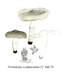 Tricholoma scalpturatum-Icon-Mycol.-Tab-74. Free illustration for personal and commercial use.