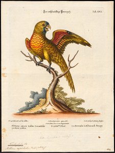 Trichoglossus capistratus - 1700-1880 - Print - Iconographia Zoologica - Special Collections University of Amsterdam - UBA01 IZ18500223