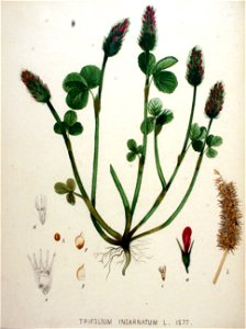 Trifolium incarnatum — Flora Batava — Volume v20