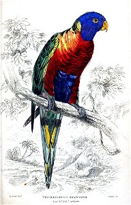 Trichoglossus swainsonii