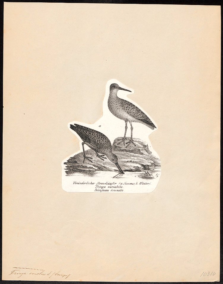 Tringa cinclus - 1809-1845 - Print - Iconographia Zoologica - Special Collections University of Amsterdam - UBA01 IZ17400245
