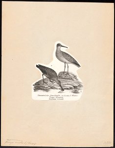 Tringa cinclus - 1809-1845 - Print - Iconographia Zoologica - Special Collections University of Amsterdam - UBA01 IZ17400245