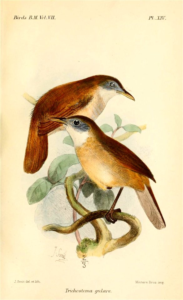 TrichostomaGulareSmit