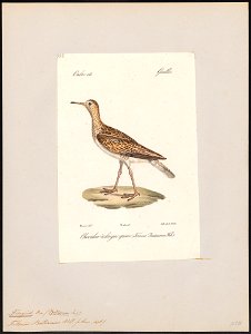 Tringoides bartramius - 1842-1848 - Print - Iconographia Zoologica - Special Collections University of Amsterdam - UBA01 IZ17400147
