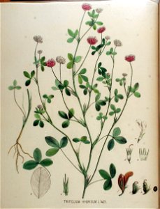 Trifolium hybridum — Flora Batava — Volume v18. Free illustration for personal and commercial use.