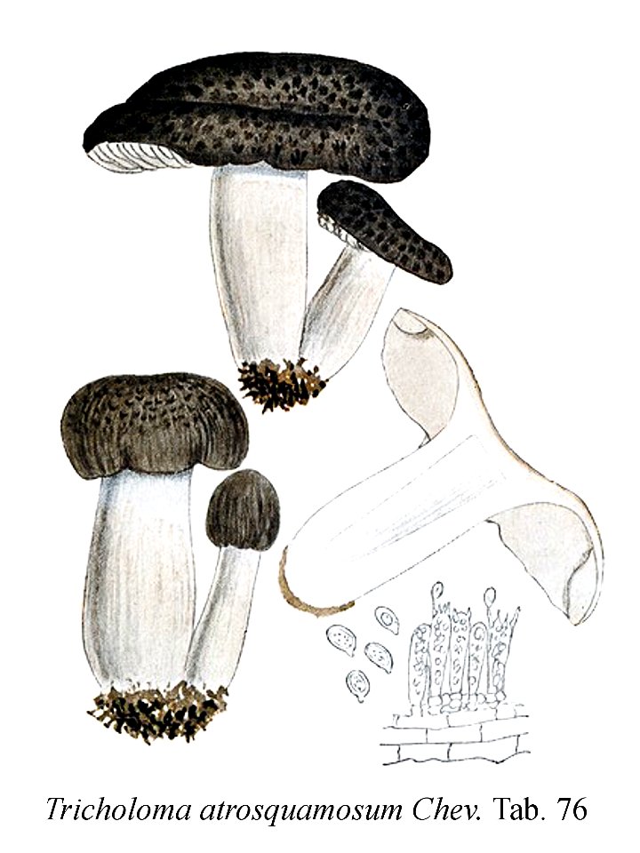 Tricholoma atrosquamosum-Icon-Mycol.-Tab-76