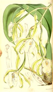 Trichopilia fragrans (as Pilumna fragrans) - Curtis' 84 (Ser. 3 no. 14) pl. 5035 (1858). Free illustration for personal and commercial use.