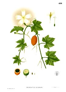 Trichosanthes tricuspidata Blanco2.460