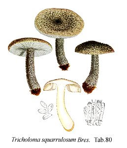 Tricholoma squarrulosum-Icon-Mycol.-Tab-80. Free illustration for personal and commercial use.
