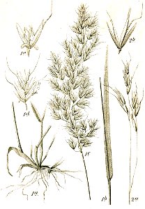 Trisetum+Ventenata sp Sturm23