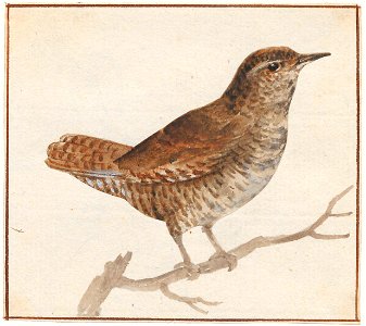 Troglodytes europaeus - 1753-1834 - Print - Iconographia Zoologica - Special Collections University of Amsterdam - UBA01 IZA1000228