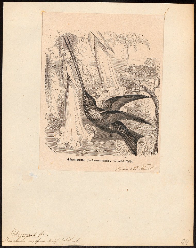 Trochilus ensiferus - 1879 - Print - Iconographia Zoologica - Special Collections University of Amsterdam - UBA01 IZ19100283