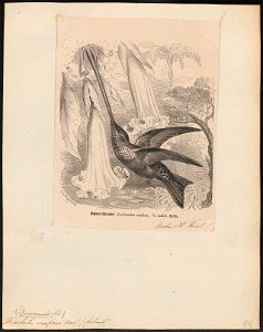 Trochilus ensiferus - 1879 - Print - Iconographia Zoologica - Special Collections University of Amsterdam - UBA01 IZ19100283