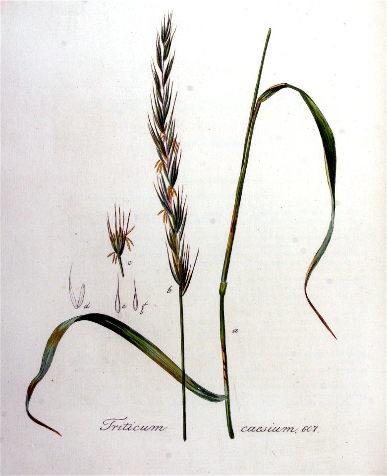 Triticum caesium — Flora Batava — Volume v8
