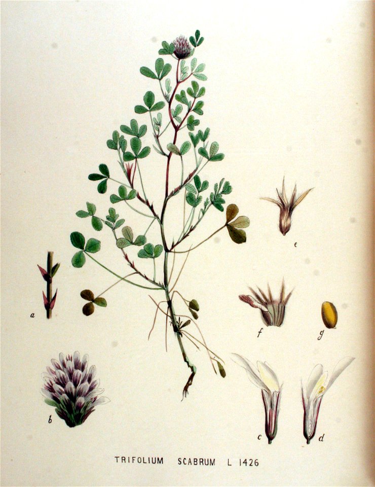 Trifolium scabrum — Flora Batava — Volume v18