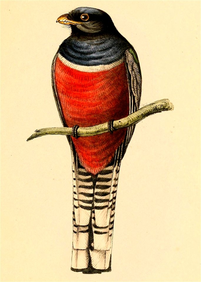 Trogon curucui male 1841