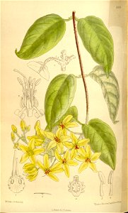 Tristellateia australis 136-8334