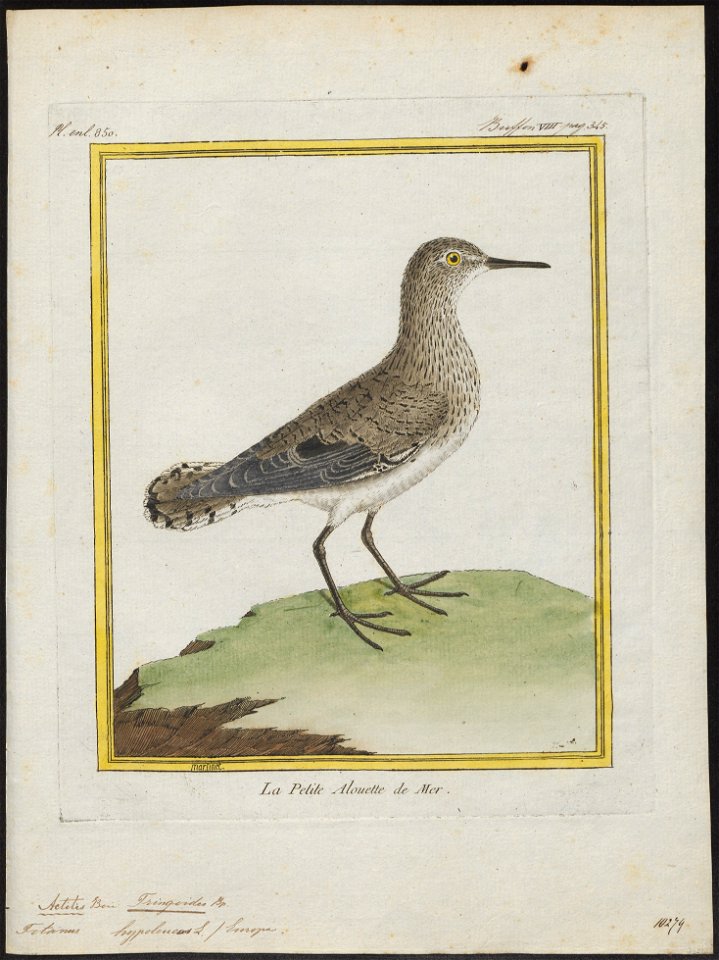 Tringoides hypoleucos - 1700-1880 - Print - Iconographia Zoologica - Special Collections University of Amsterdam - UBA01 IZ17400137