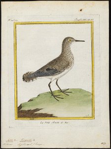 Tringoides hypoleucos - 1700-1880 - Print - Iconographia Zoologica - Special Collections University of Amsterdam - UBA01 IZ17400137