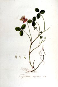 Trifolium repens — Flora Batava — Volume v5