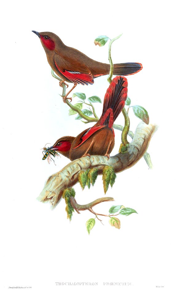 TrochalopteronPhoeniceumGould