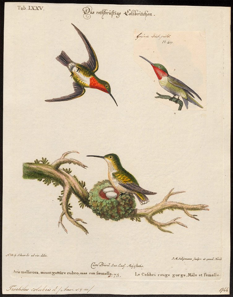 Trochilus colubris - 1700-1880 - Print - Iconographia Zoologica - Special Collections University of Amsterdam - UBA01 IZ19100277