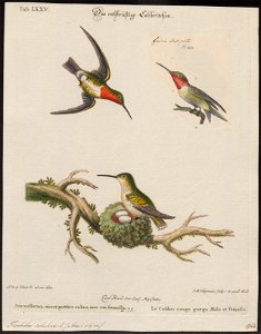 Trochilus colubris - 1700-1880 - Print - Iconographia Zoologica - Special Collections University of Amsterdam - UBA01 IZ19100277
