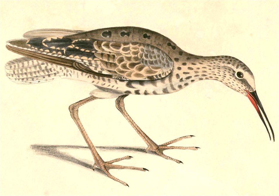 Tringa erythropus Hardwicke