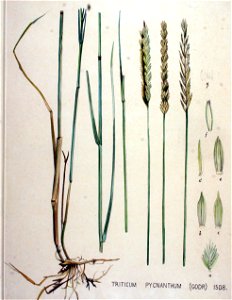 Triticum pycnanthum — Flora Batava — Volume v19