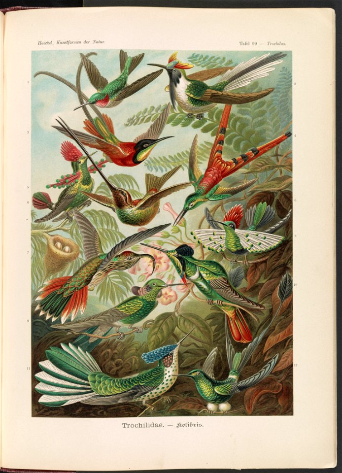 Trochilidae. - Kolibris LCCN2015648985