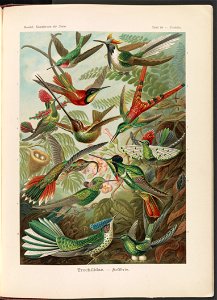 Trochilidae. - Kolibris LCCN2015648985