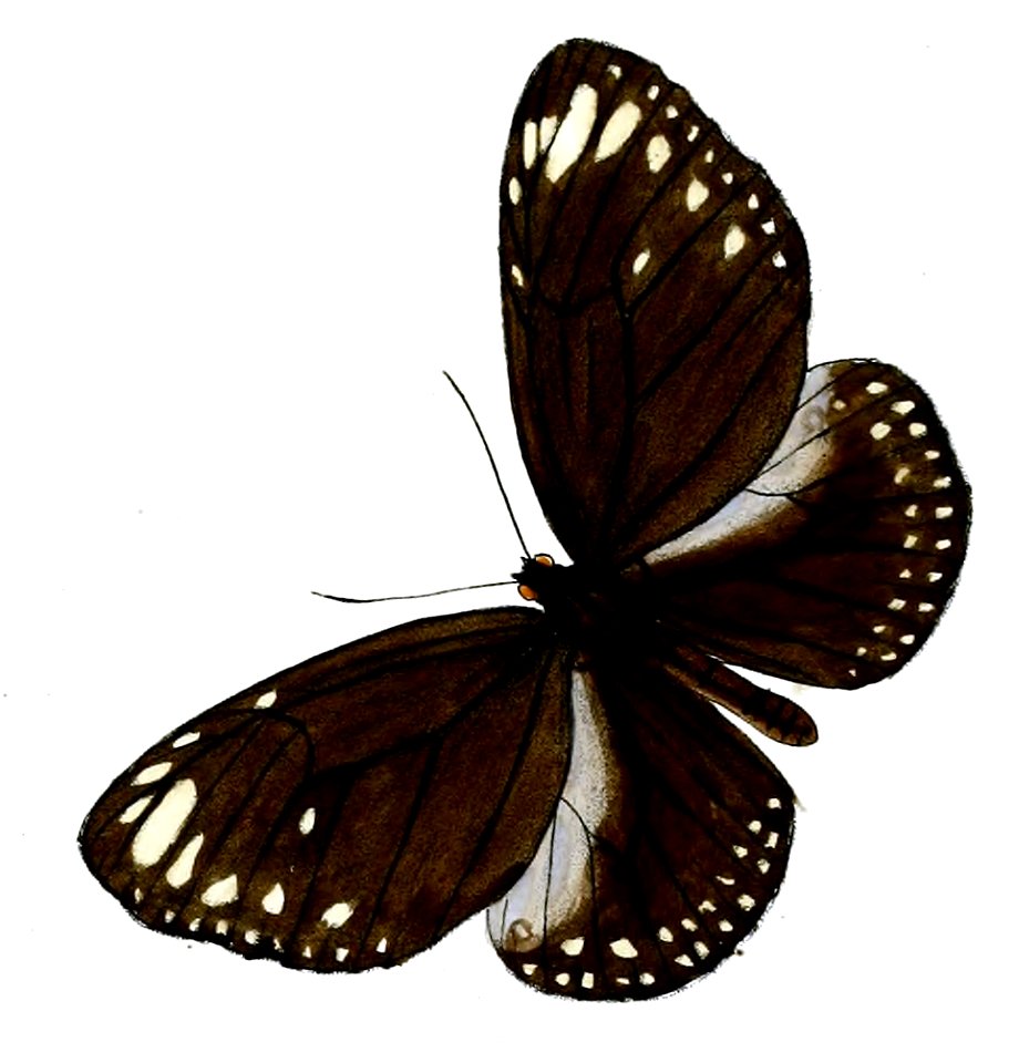 TrongaBremeri 19 1b