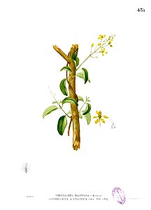 Tristellateia australasiae Blanco2.435