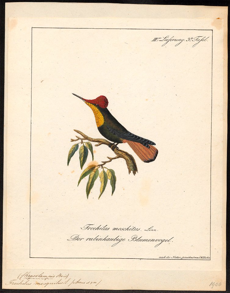 Trochilus mosquitus - 1700-1880 - Print - Iconographia Zoologica - Special Collections University of Amsterdam - UBA01 IZ19100459