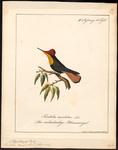 Trochilus mosquitus - 1700-1880 - Print - Iconographia Zoologica - Special Collections University of Amsterdam - UBA01 IZ19100459