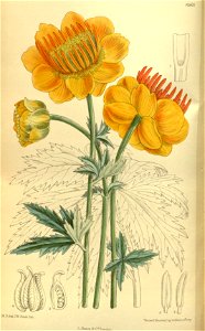 Trollius chinensis 140-8565