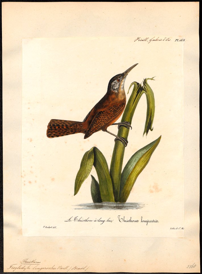 Troglodytes longirostris - 1825-1834 - Print - Iconographia Zoologica - Special Collections University of Amsterdam - UBA01 IZ19200443