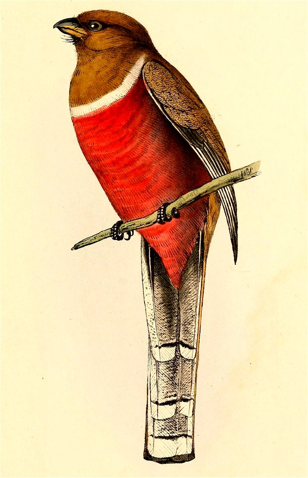 Trogon collaris female 1841