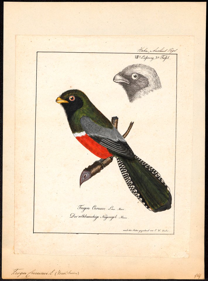 Trogon curucui - 1700-1880 - Print - Iconographia Zoologica - Special Collections University of Amsterdam - UBA01 IZ16700337